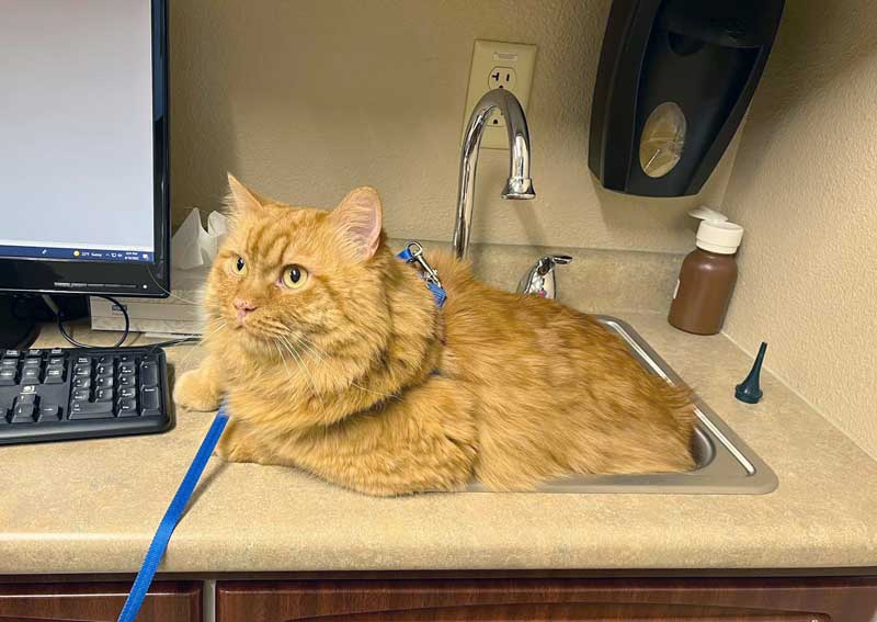 Carousel Slide 2: Casper cat veterinarians