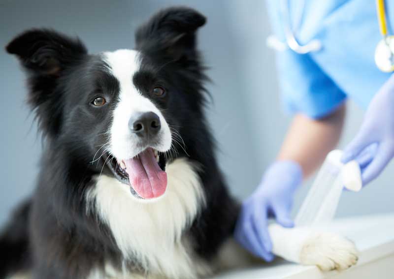 Carousel Slide 3: Urgent veterinary care