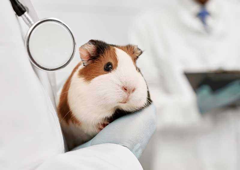 Carousel Slide 4: Pocket pet & Exotic pet care