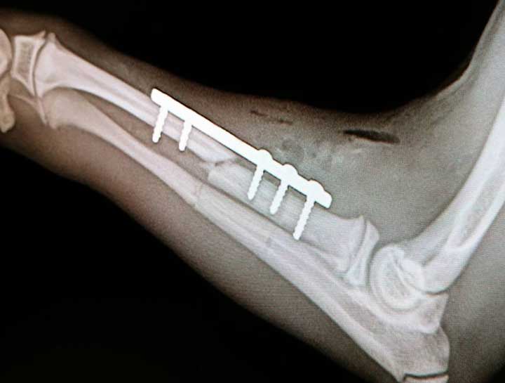 Orthopedic Pet Surgery